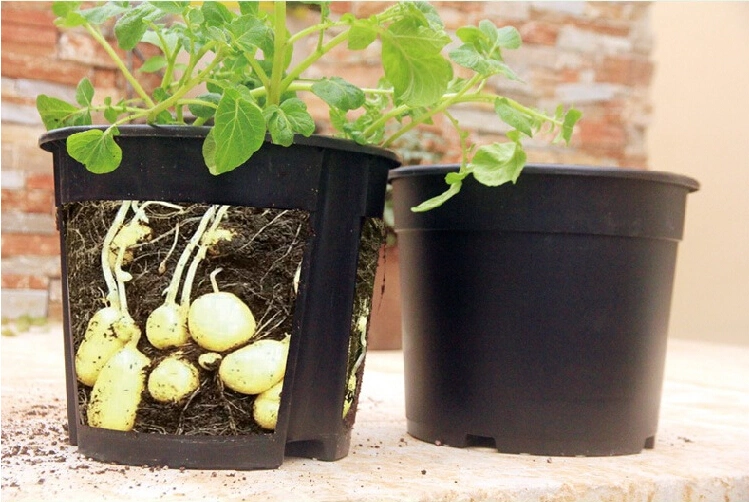 Potato Carrot Onion Peanut Growing Pot Garden Planter Pot Black Plastic Gallon Nursery