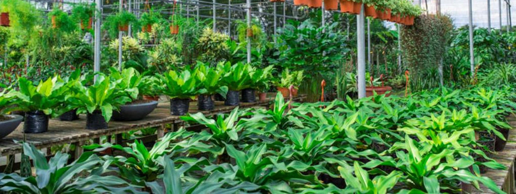 1 Gallon Square Black Plastic Garden Unbreakable Nursery Products Flower Pots for Plants