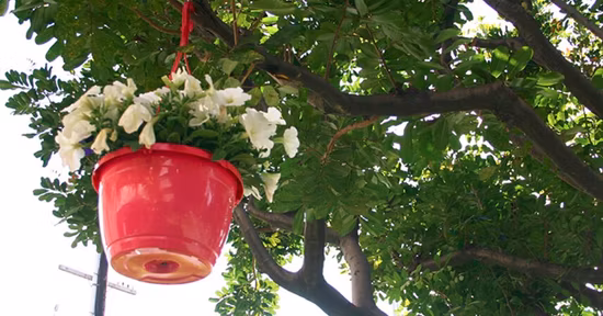 10.25 Inch Diameter Plastic Hanging Basket, Greenhouse