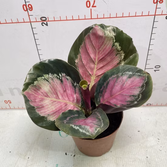 2023 Hot Sale Wholesale Durable PP Gallon Pot Soft Plastic Plant Pots Seedling Nursery Pots Manufacturer